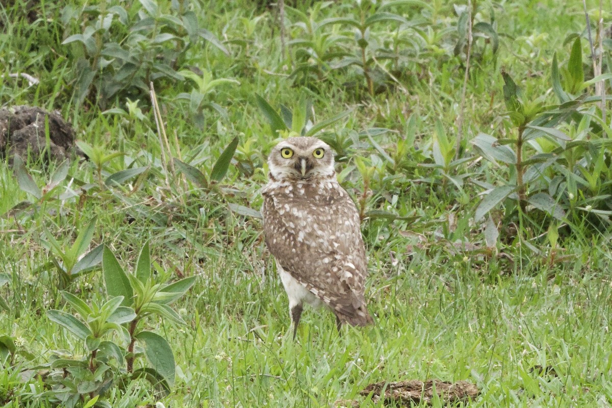 Burrowing Owl - ML645476852