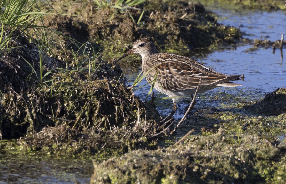 Pectoral Sandpiper - ML645476853
