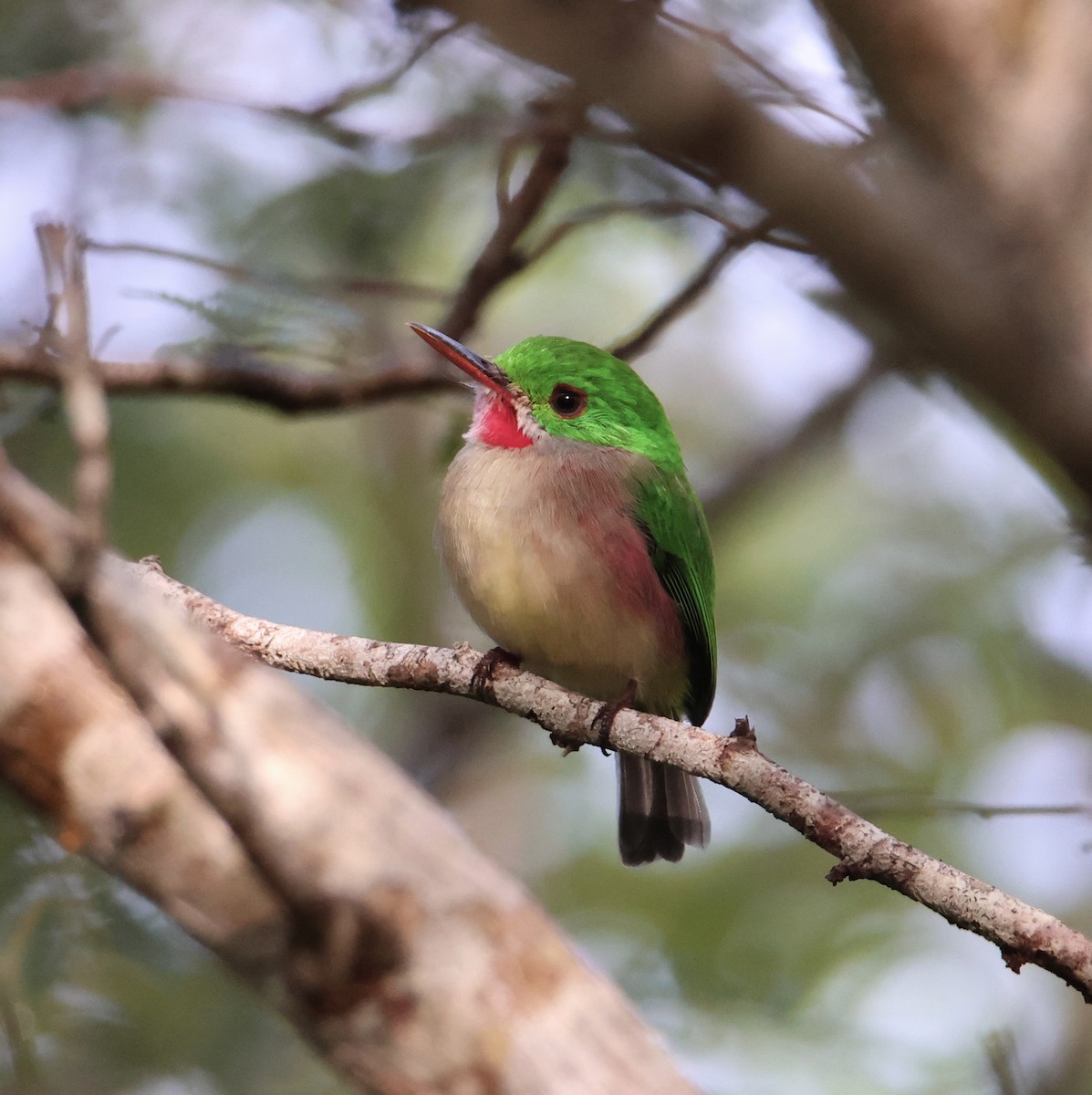 Broad-billed Tody - ML645476861