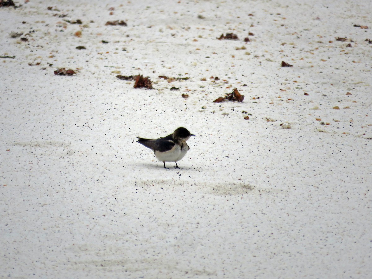 Ластівка сільська - ML645476862