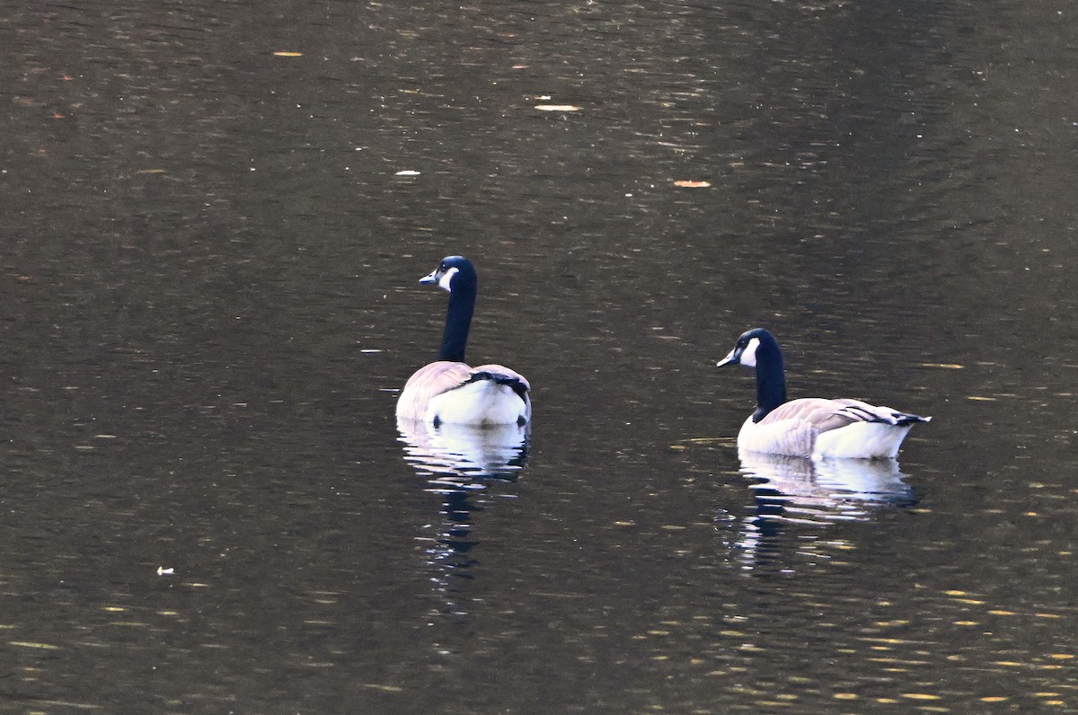 Barnacla Canadiense Grande - ML645476865