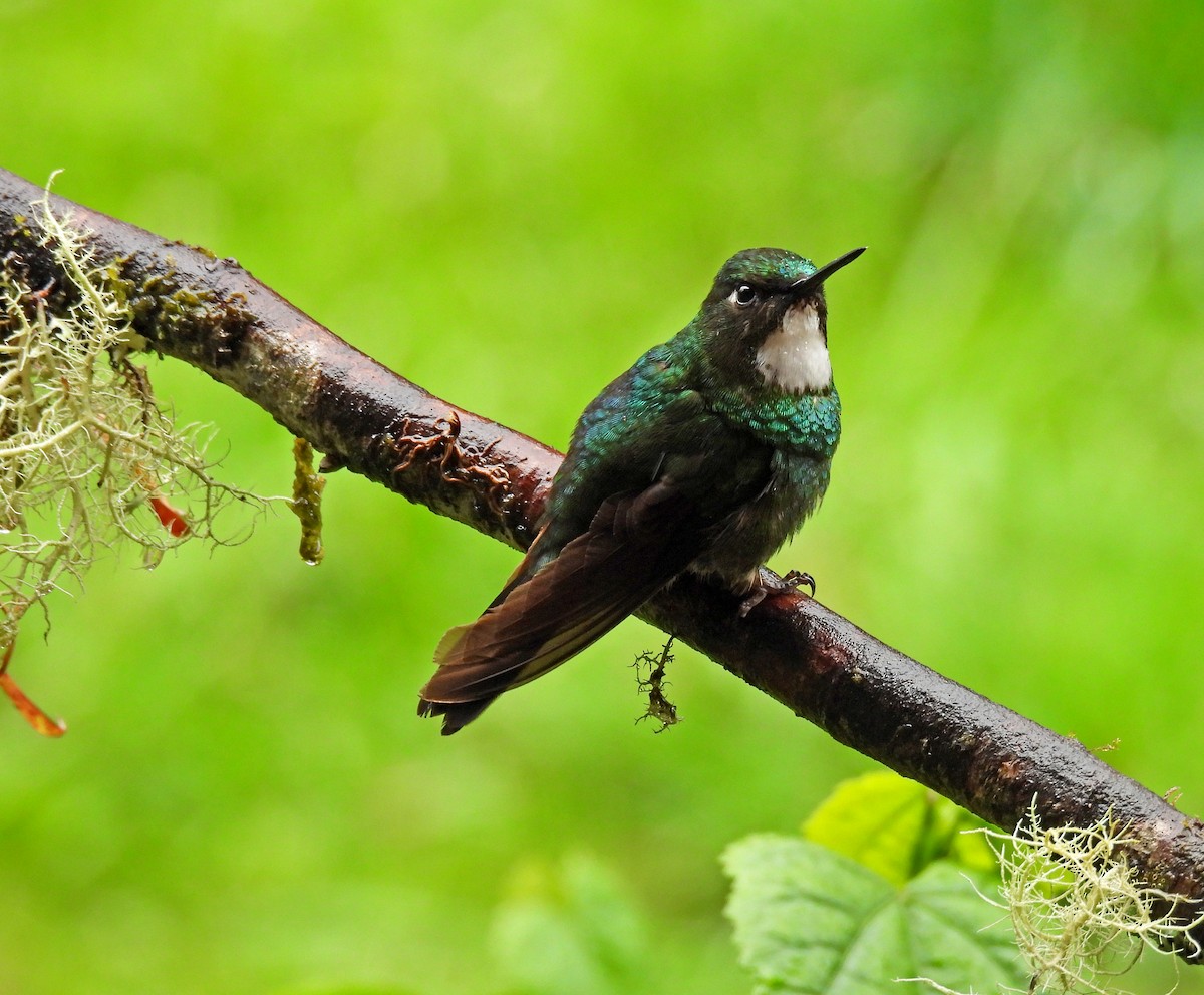 Tourmaline Sunangel - ML645476870