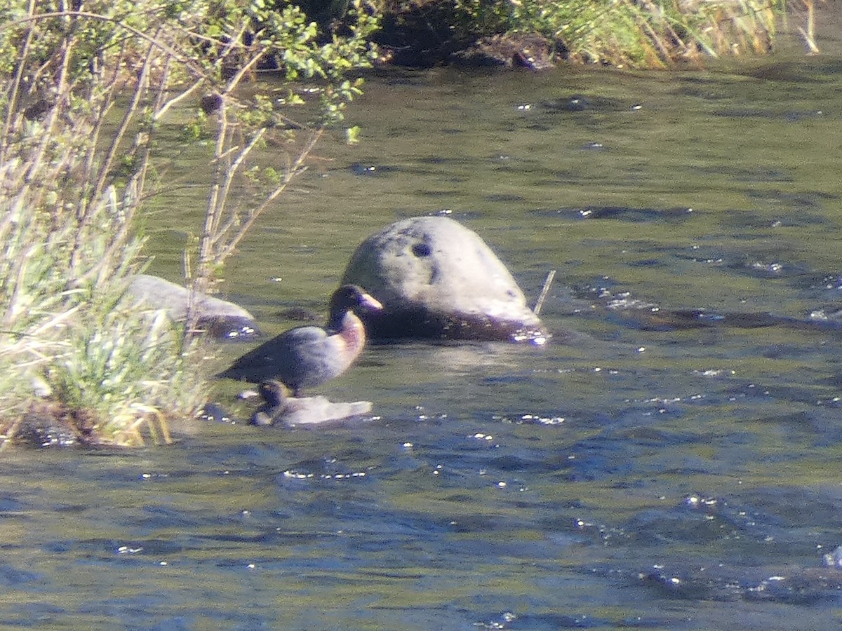 Mavi Ördek - ML645476871