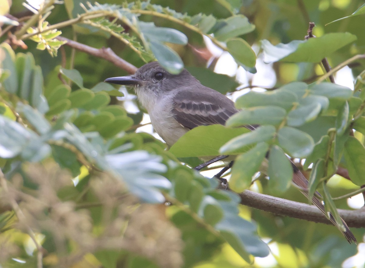 Stolid Flycatcher - ML645476873