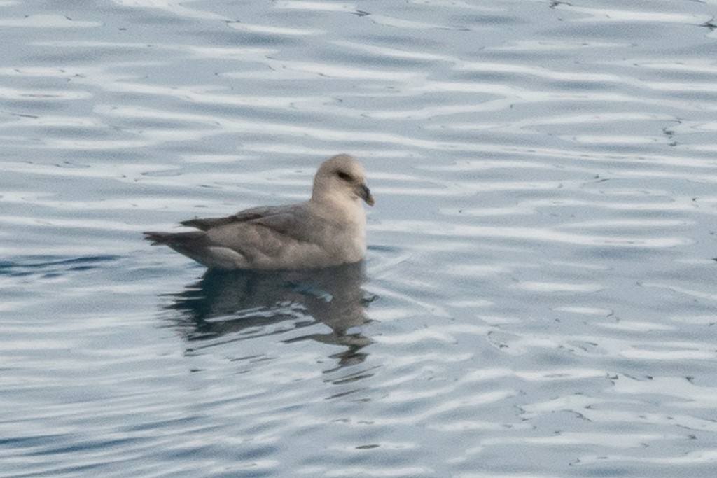 Northern Fulmar (Atlantic) - ML645476874