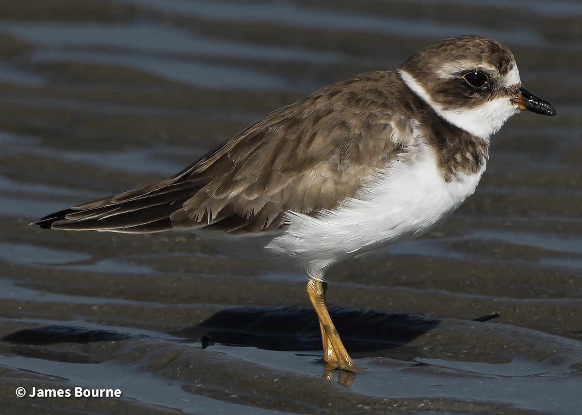 Semipalmated Plover - ML645476880