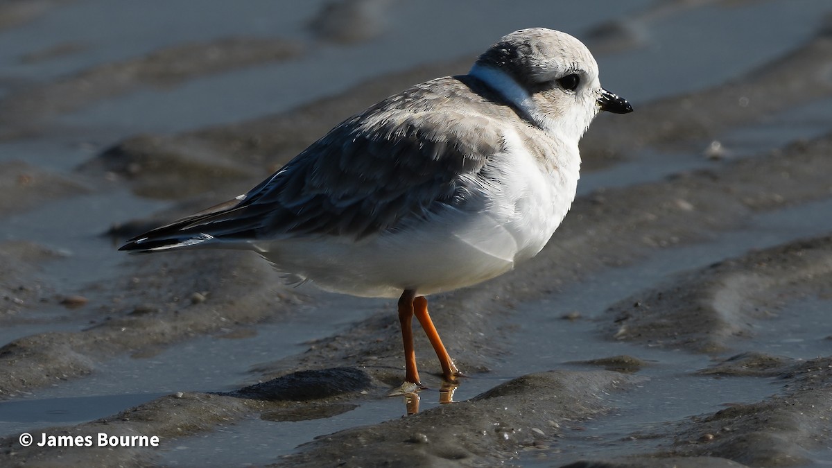 Flötenregenpfeifer - ML645476884