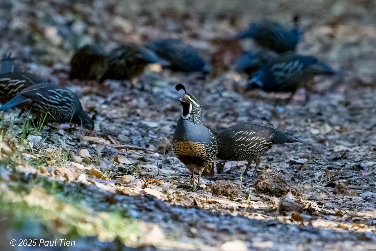 שליו קליפורני - ML645476886