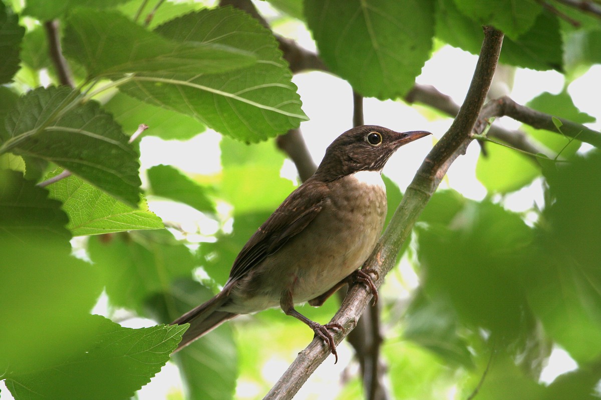 White-throated Thrush - ML645476888