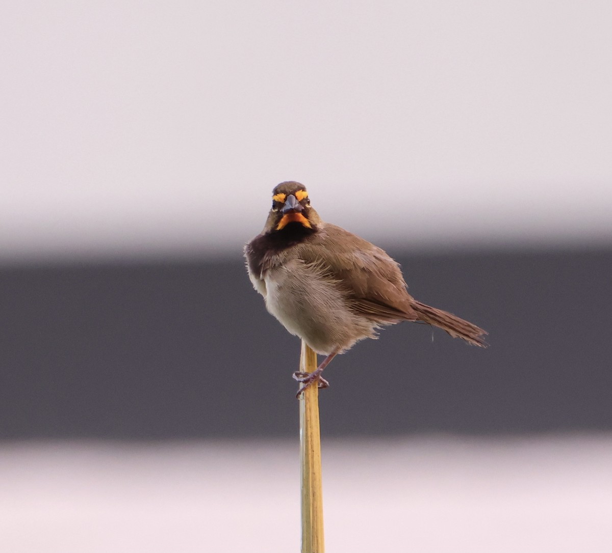 Yellow-faced Grassquit - ML645476890