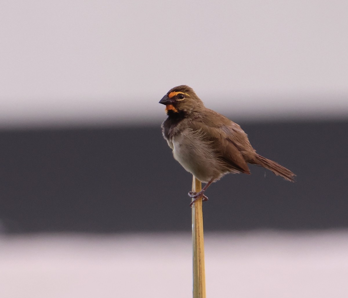 Yellow-faced Grassquit - ML645476891