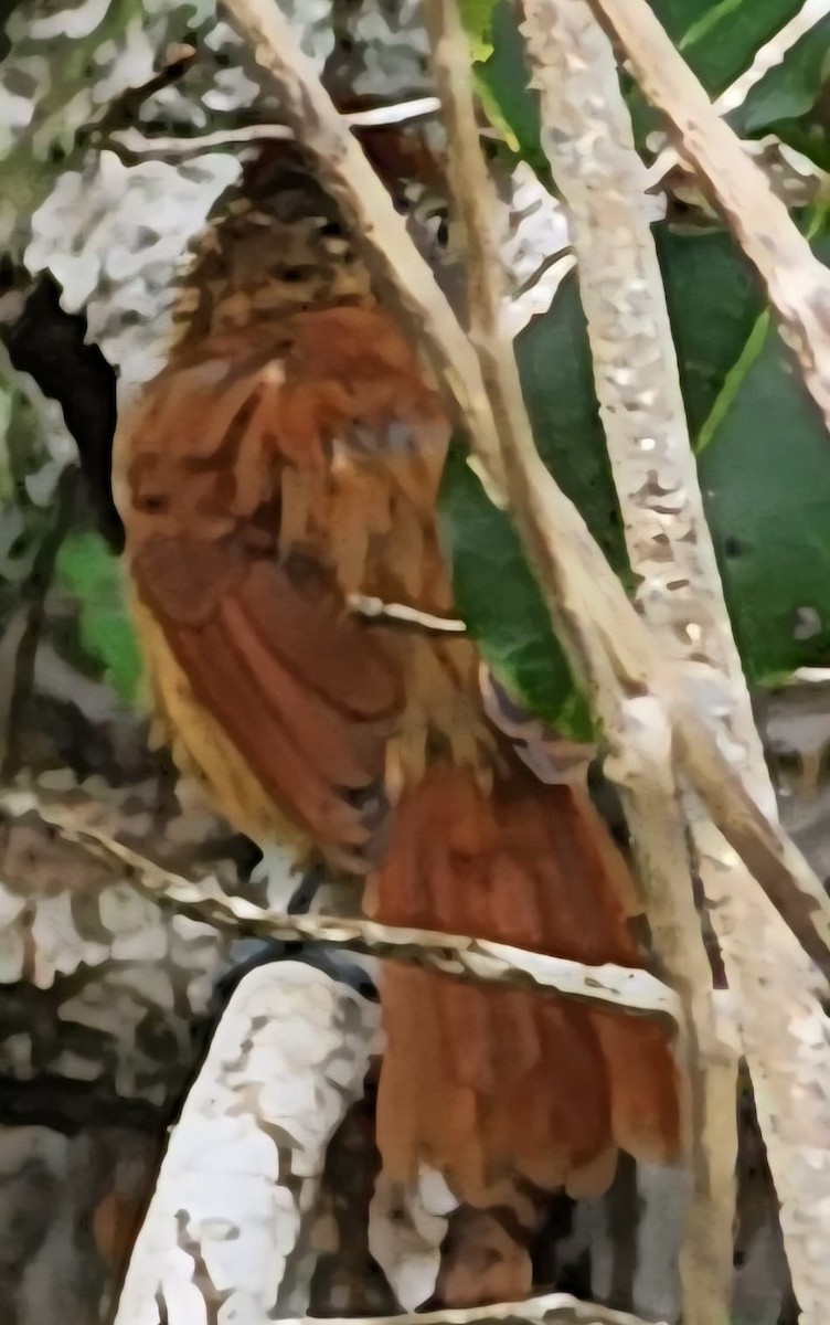 Batará Barrado - ML645476894