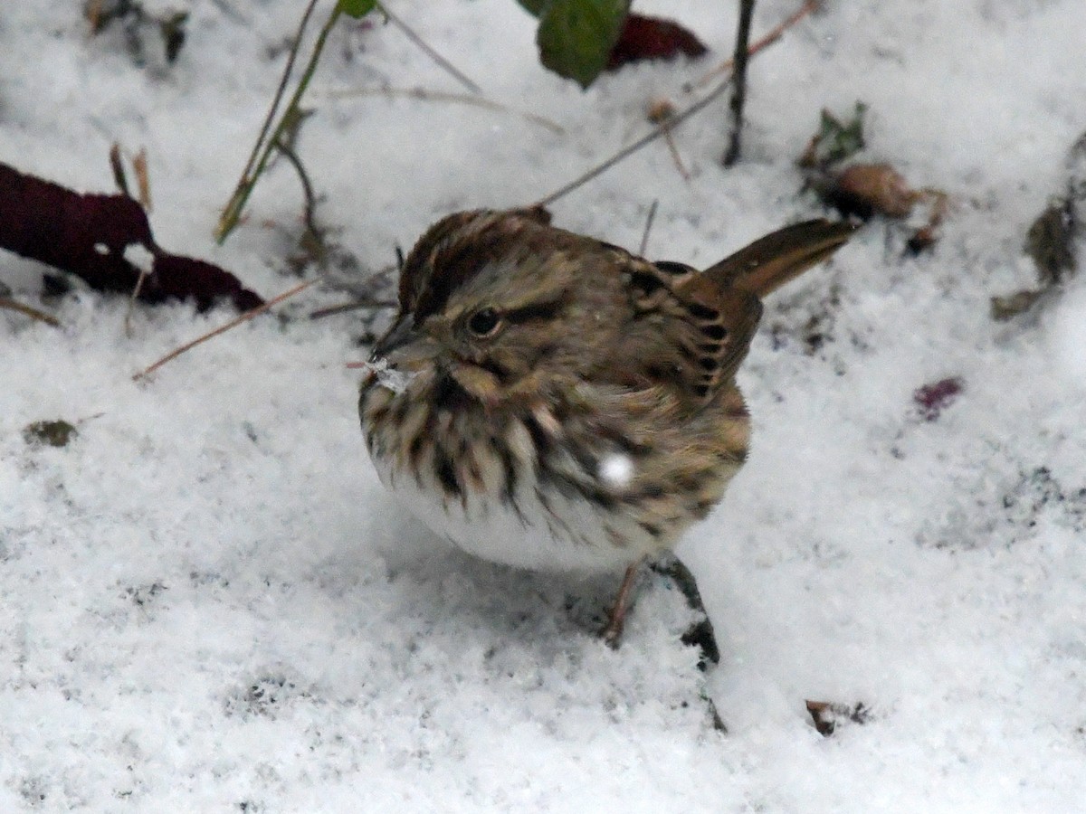 sangspurv - ML645476895