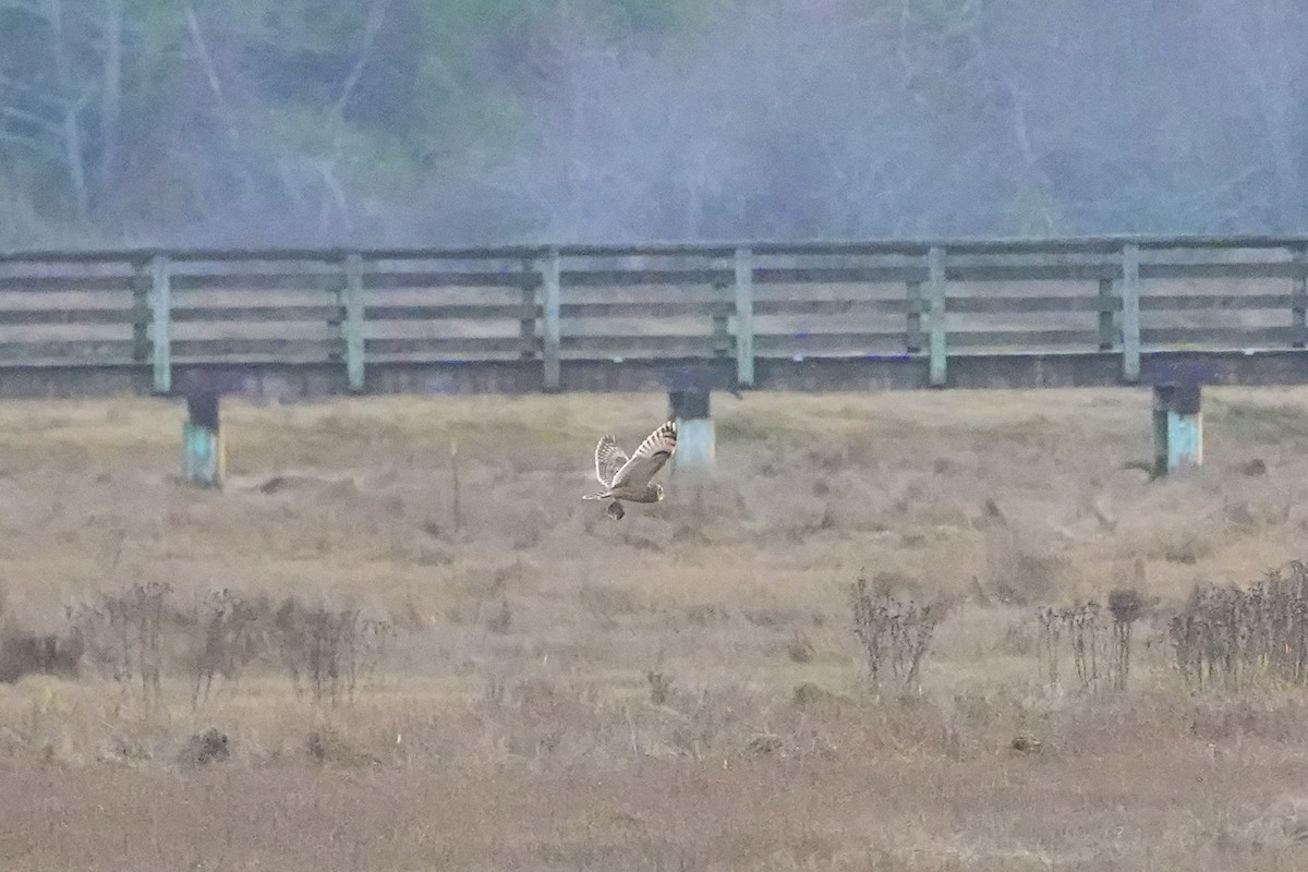 Short-eared Owl - ML645476897