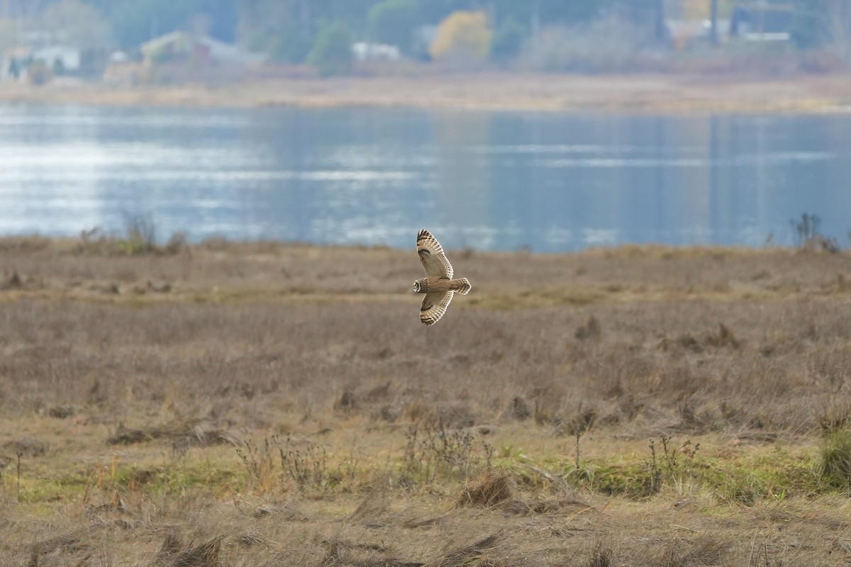Short-eared Owl - ML645476898