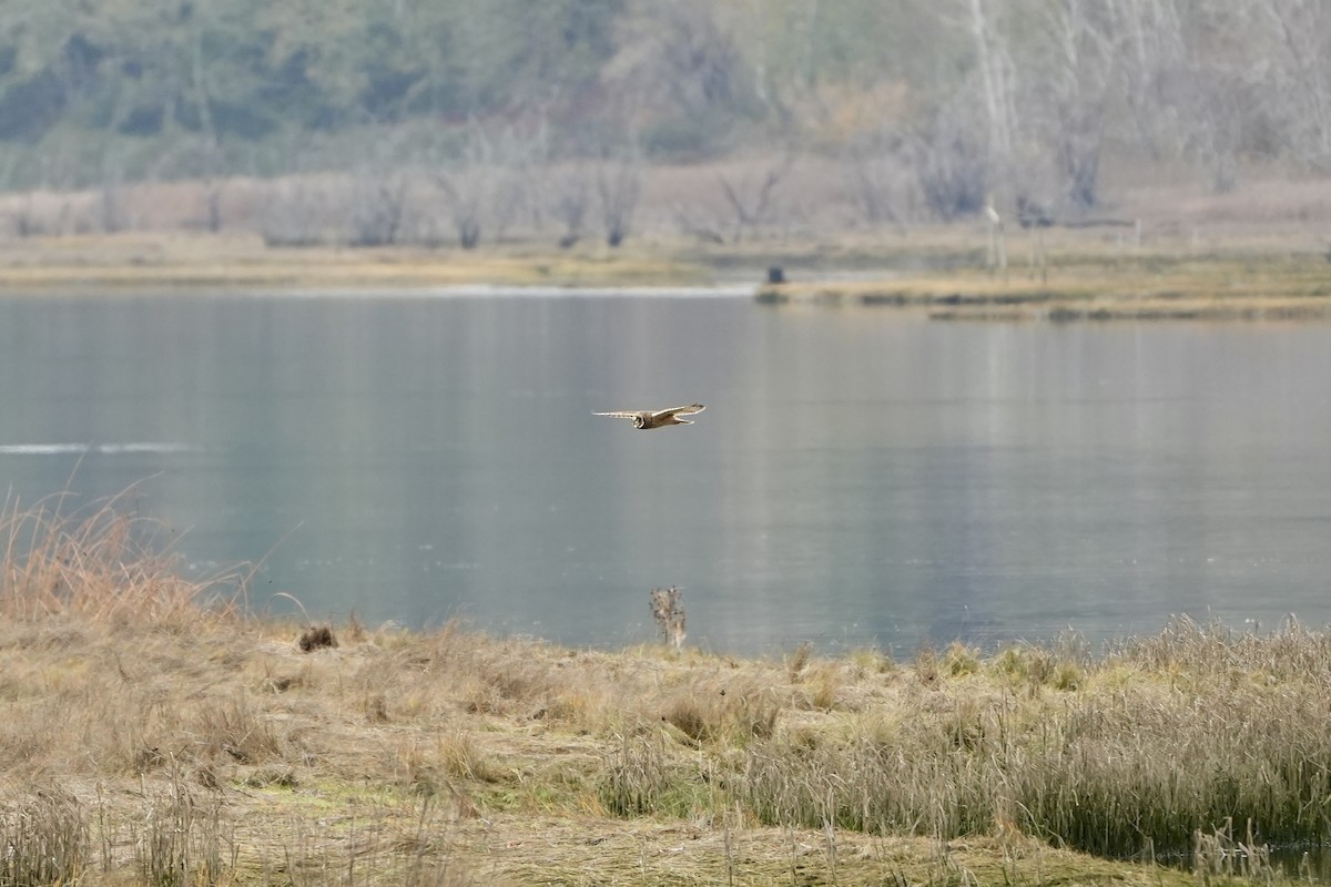 Short-eared Owl - ML645476899