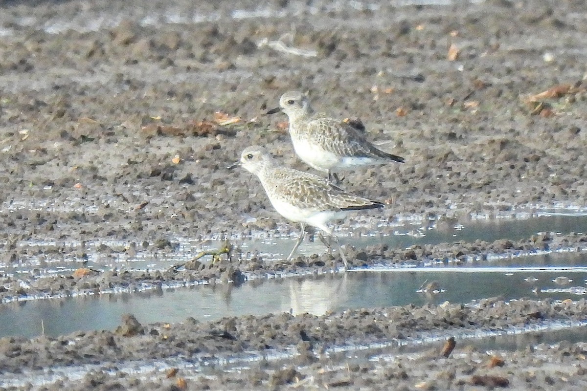 Black-bellied Plover - ML645476905