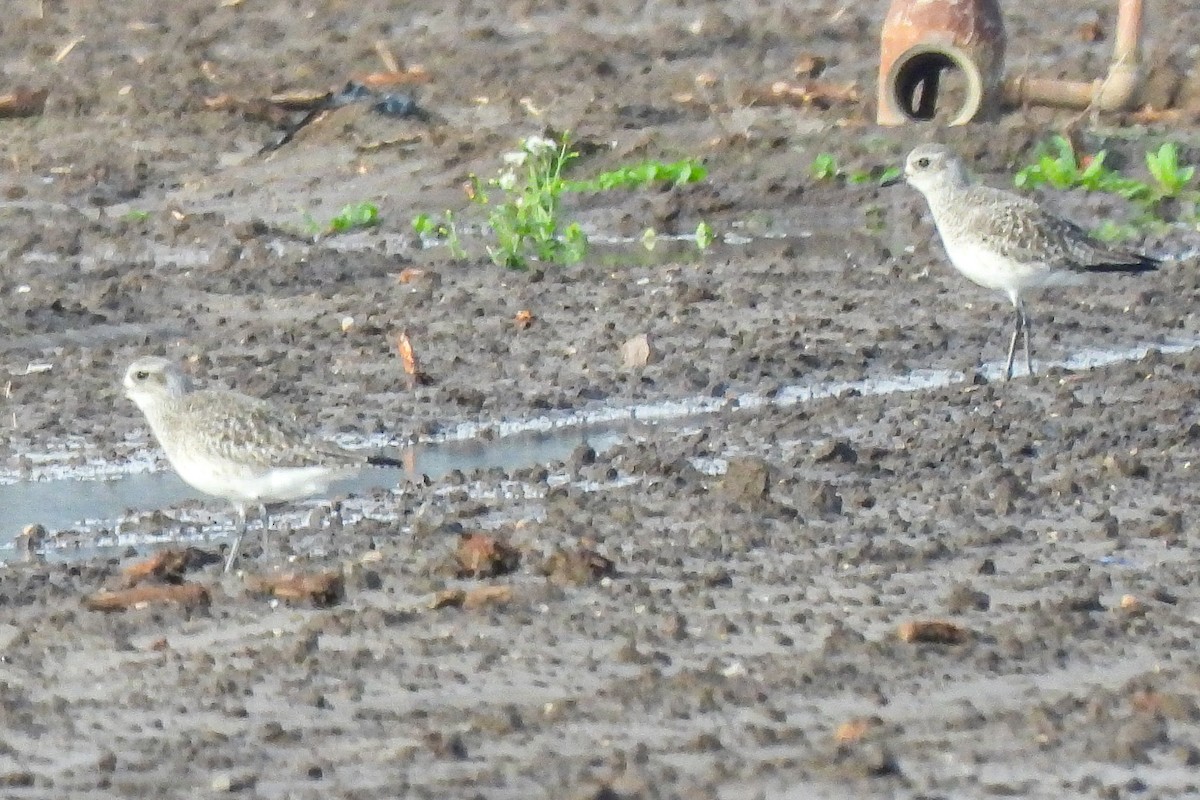 Black-bellied Plover - ML645476906