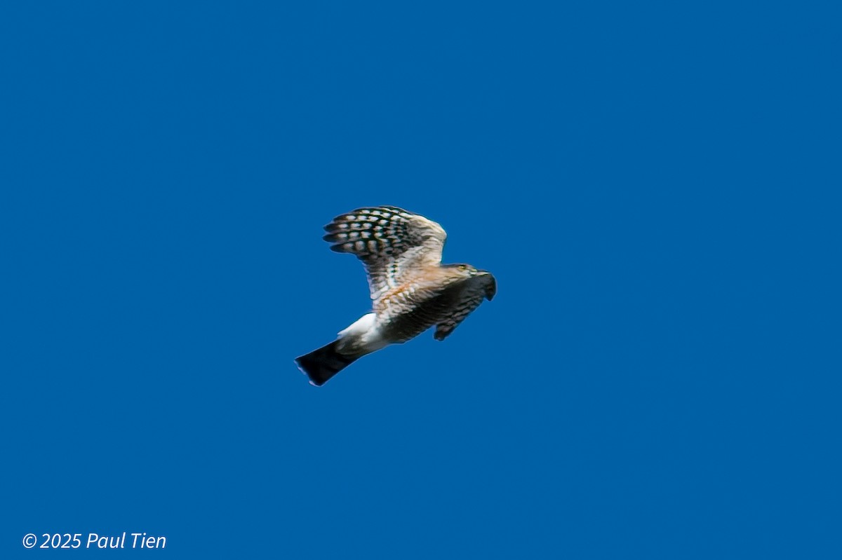 Sharp-shinned Hawk - ML645476907