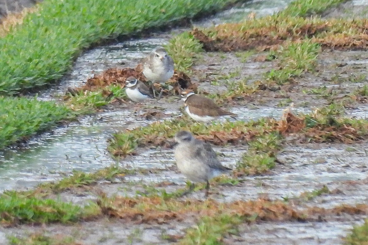 Semipalmated Plover - ML645476909