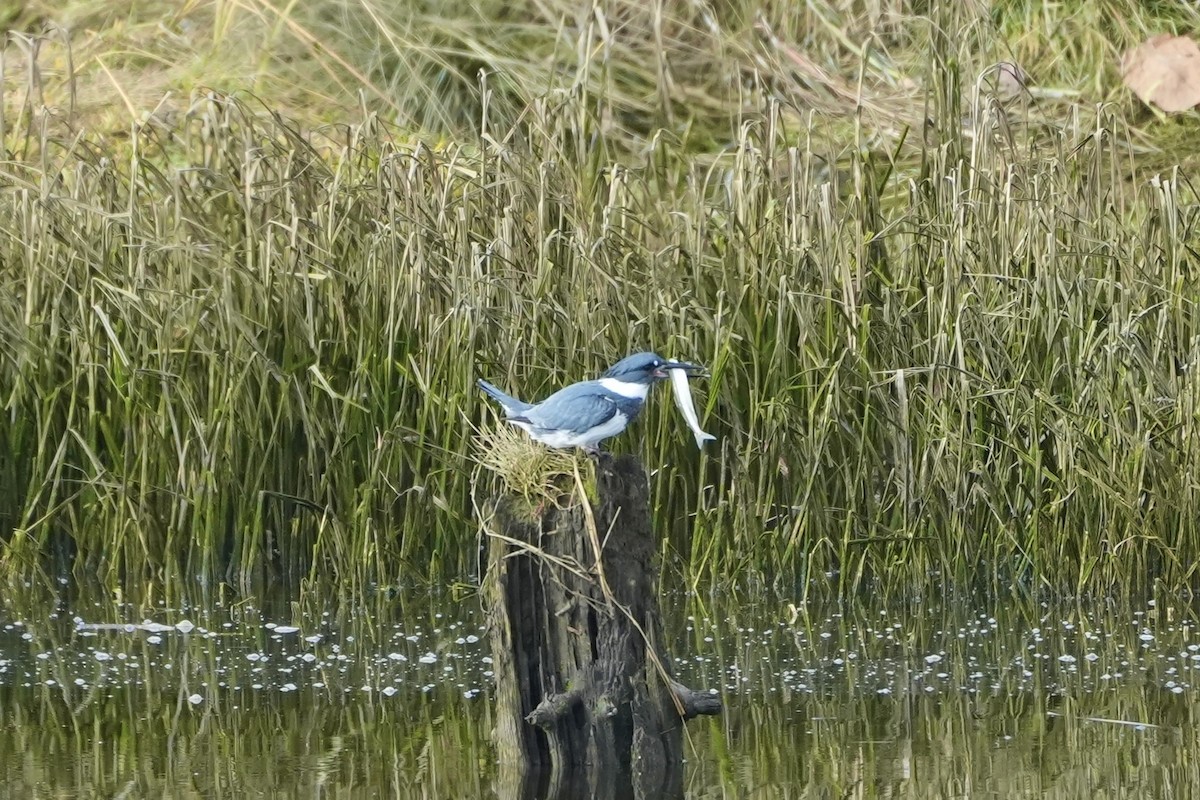 Belted Kingfisher - ML645476911