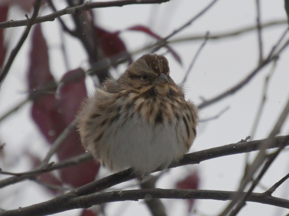 sangspurv - ML645476913