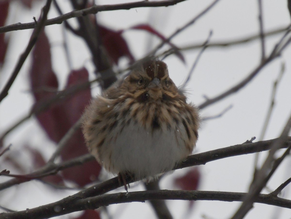 sangspurv - ML645476914