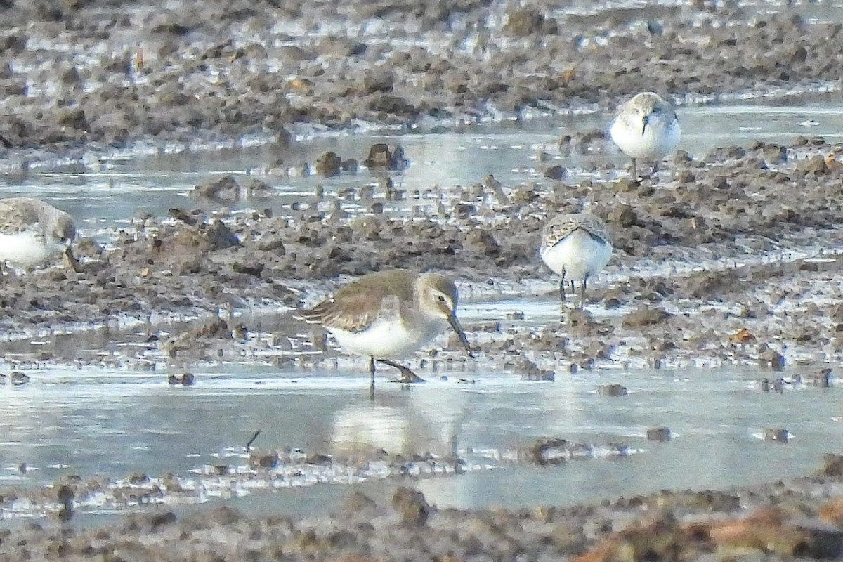 Dunlin - ML645476917