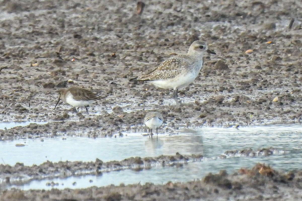 Dunlin - ML645476918