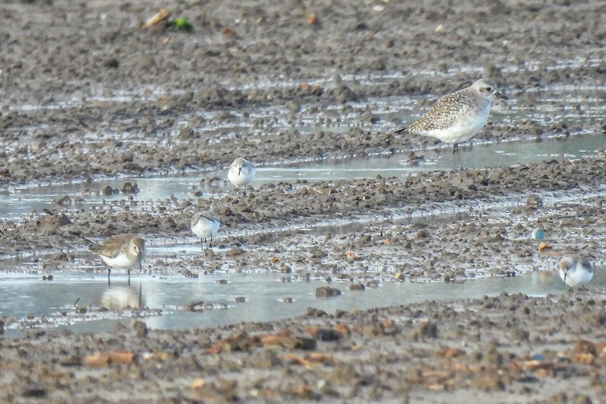 Dunlin - ML645476919