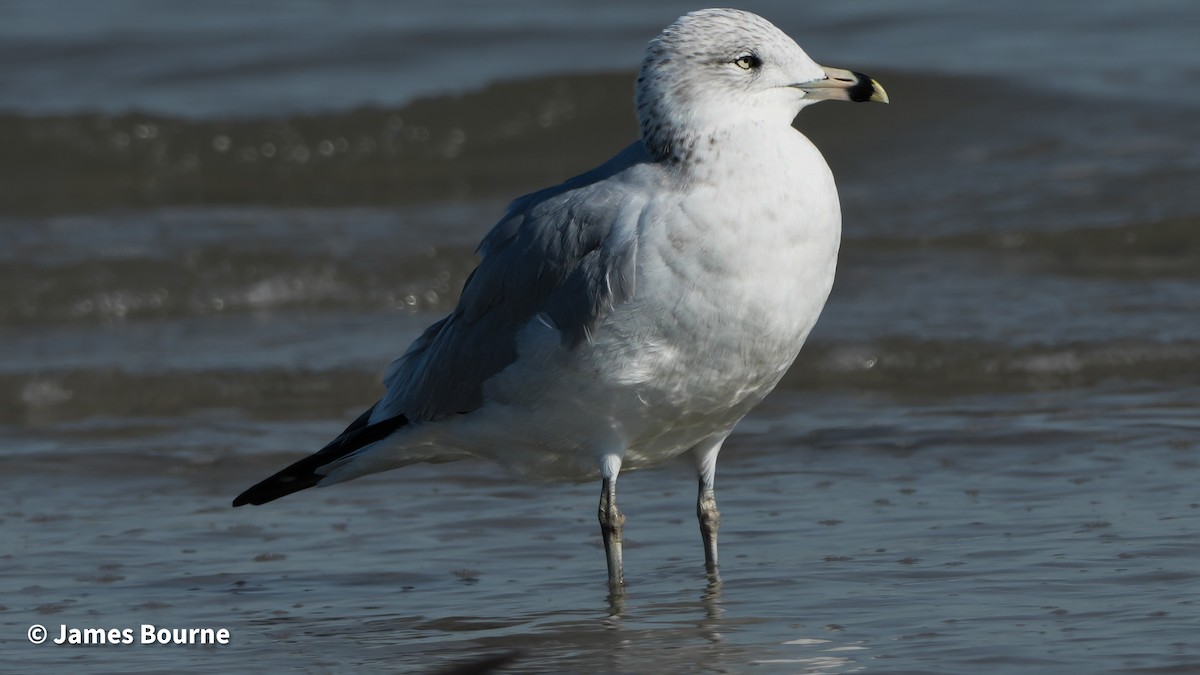 Ring-billed Gull - ML645476920