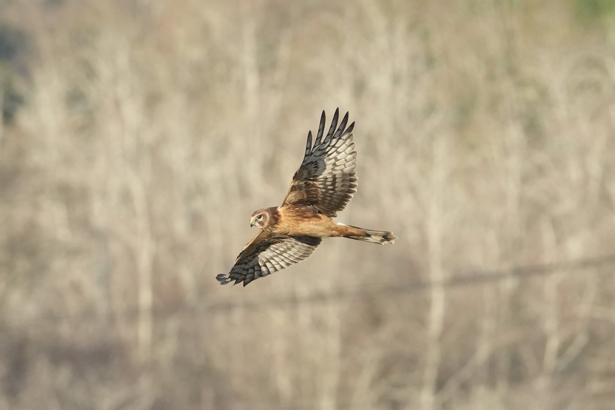 Лунь американський - ML645476922