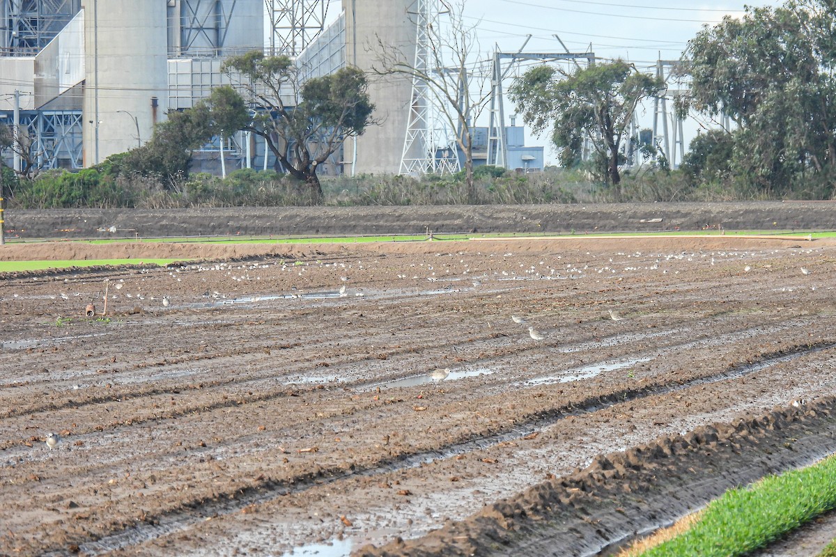 Least Sandpiper - ML645476923