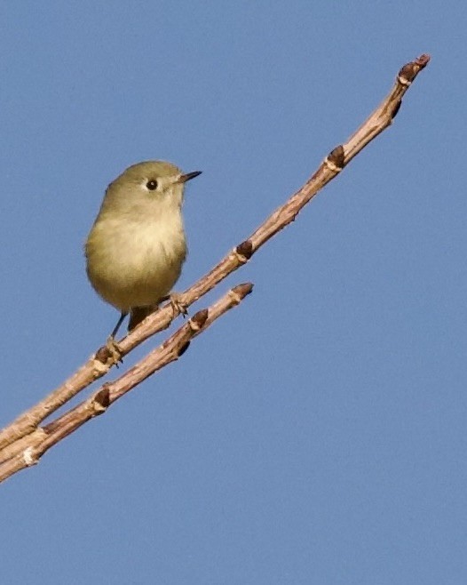Ruby-crowned Kinglet - ML645476926