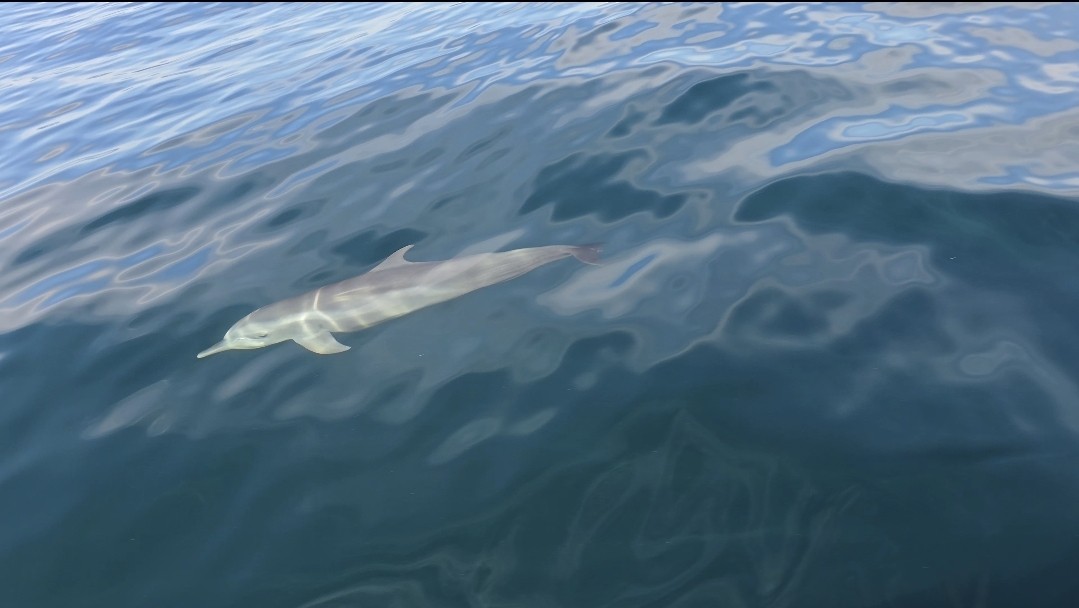 Animals - ML645476927