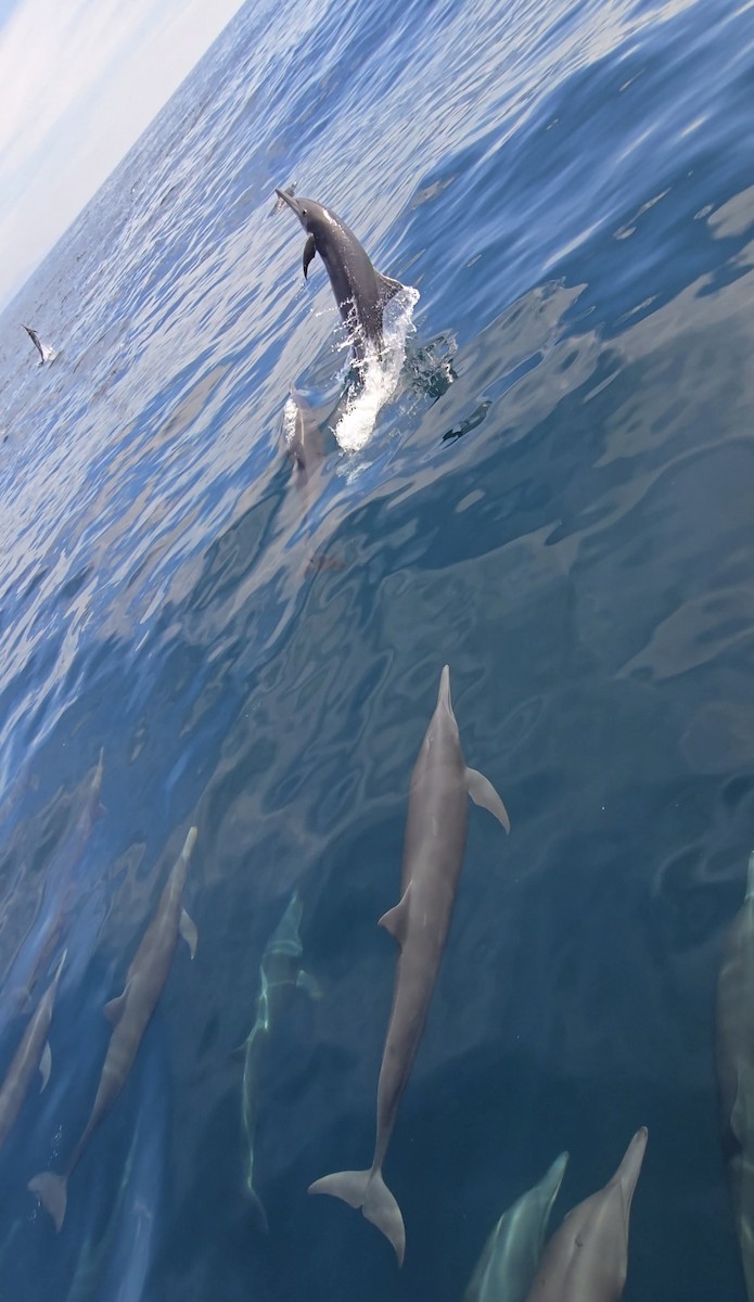 Animals - ML645476928