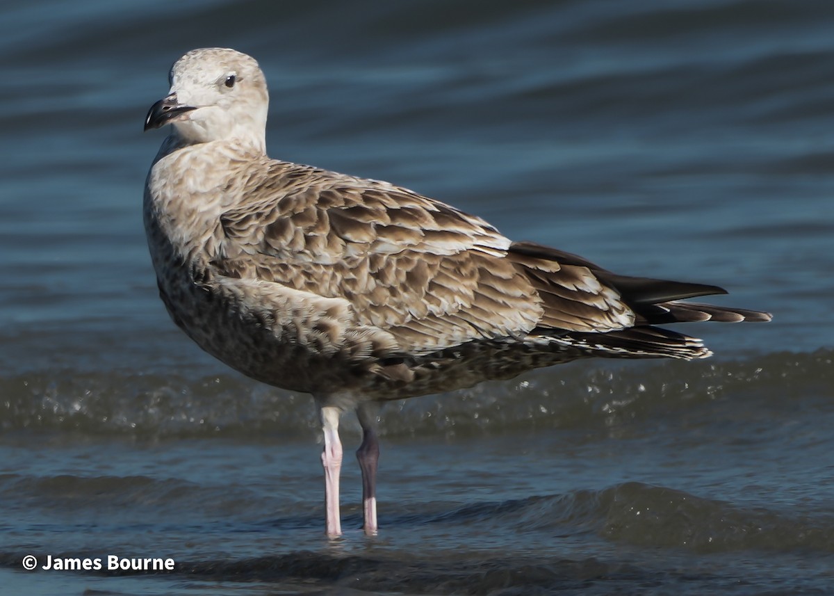 American Herring Gull - ML645476934