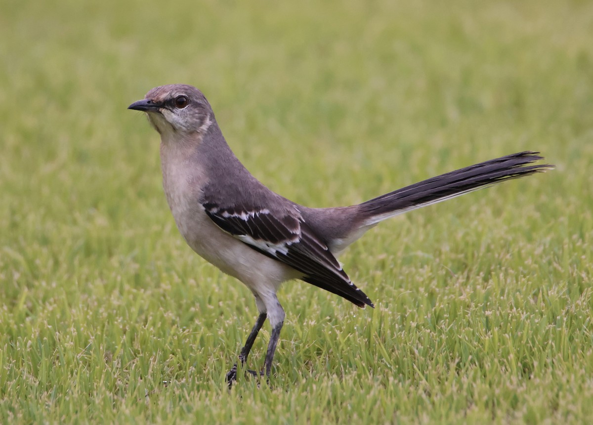 Northern Mockingbird - ML645476959