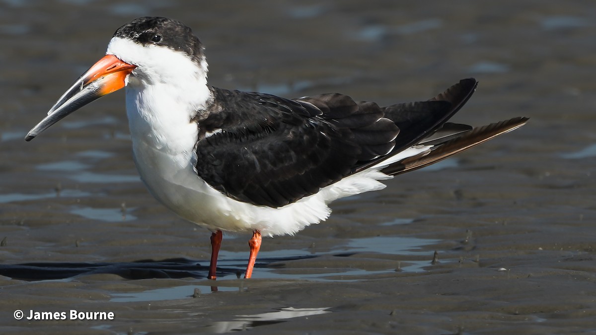 Black Skimmer - ML645476960