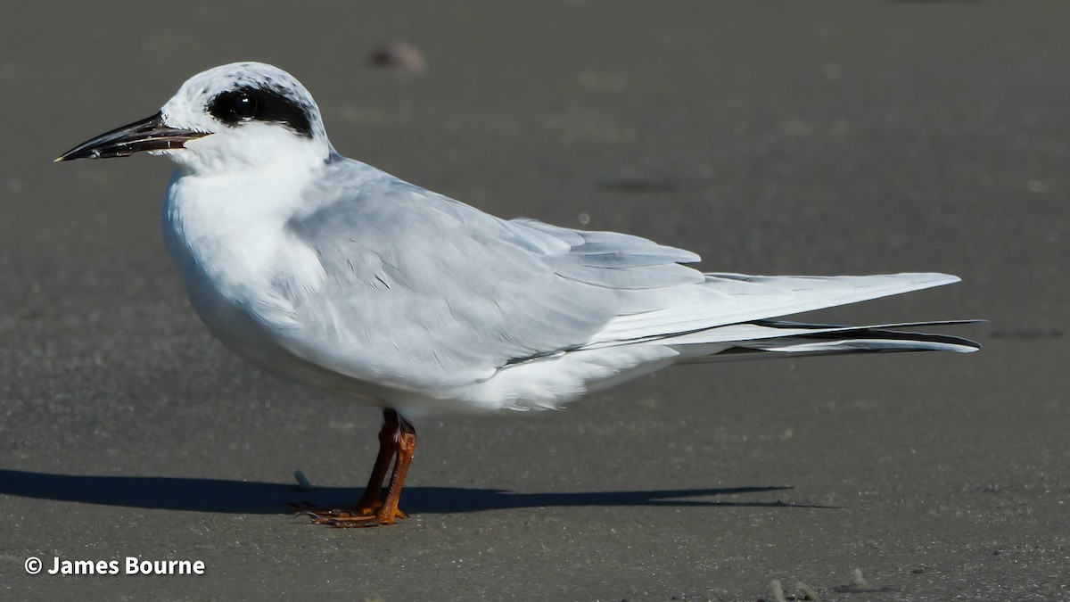 Forster's Tern - ML645476970