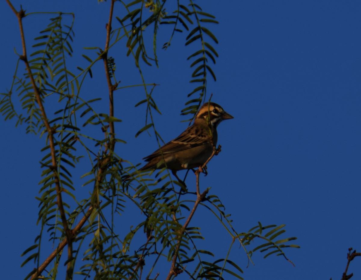 Lark Sparrow - ML645476972