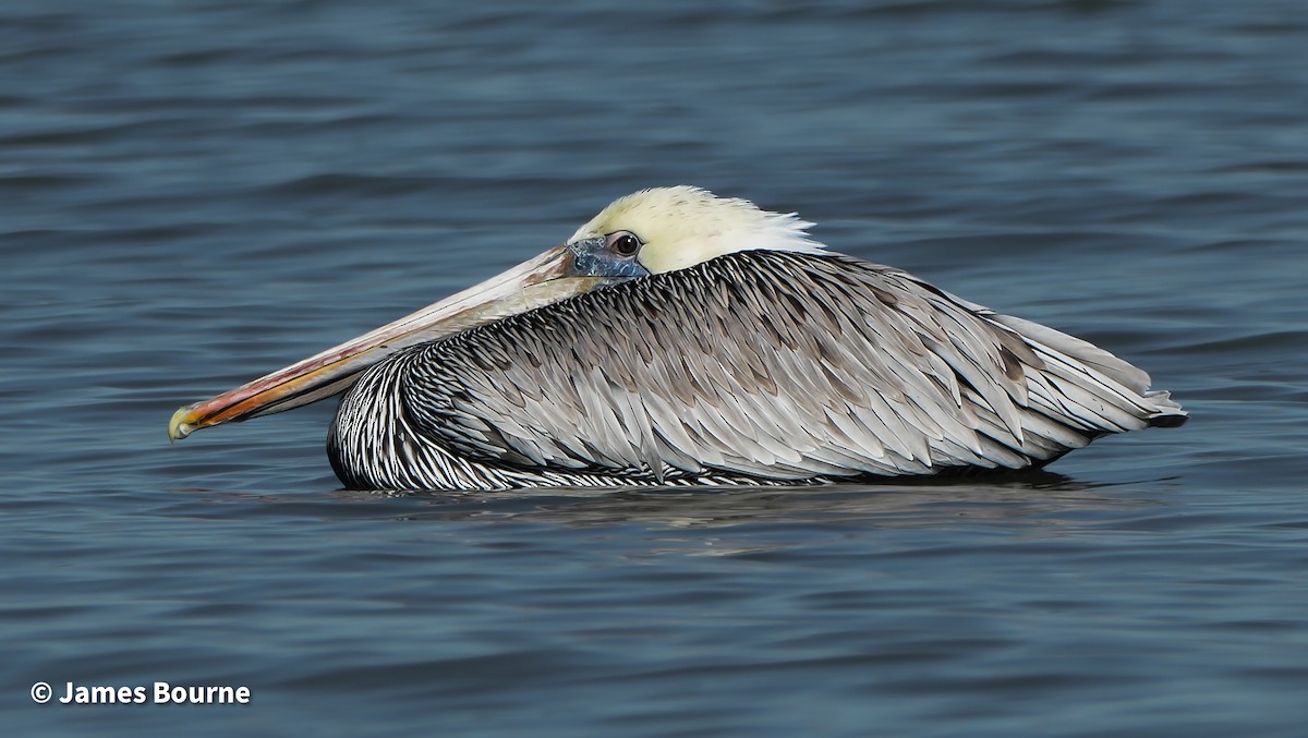 Brown Pelican - ML645476979