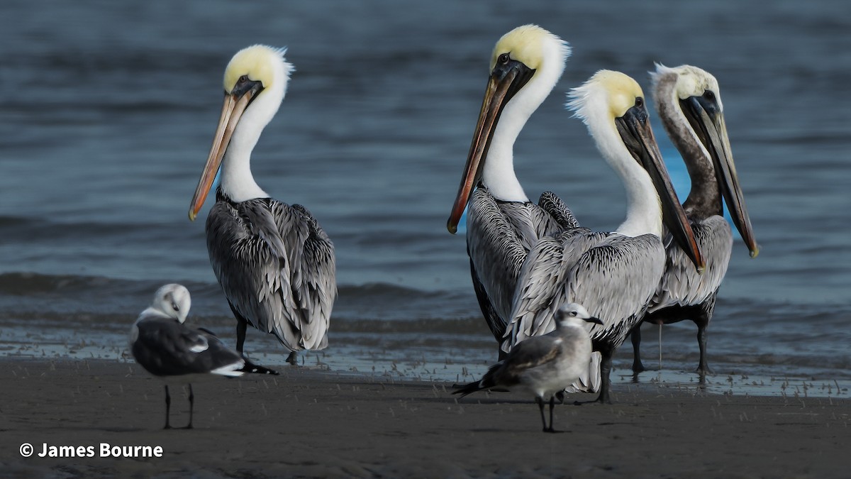 Brown Pelican - ML645476980