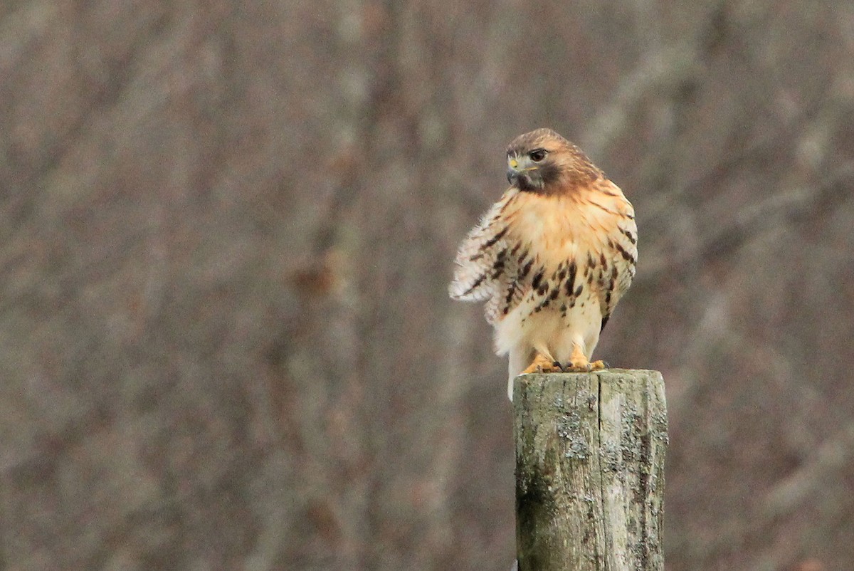 Red-tailed Hawk - ML645476987