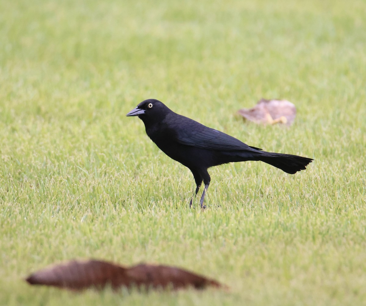 Greater Antillean Grackle - ML645476990