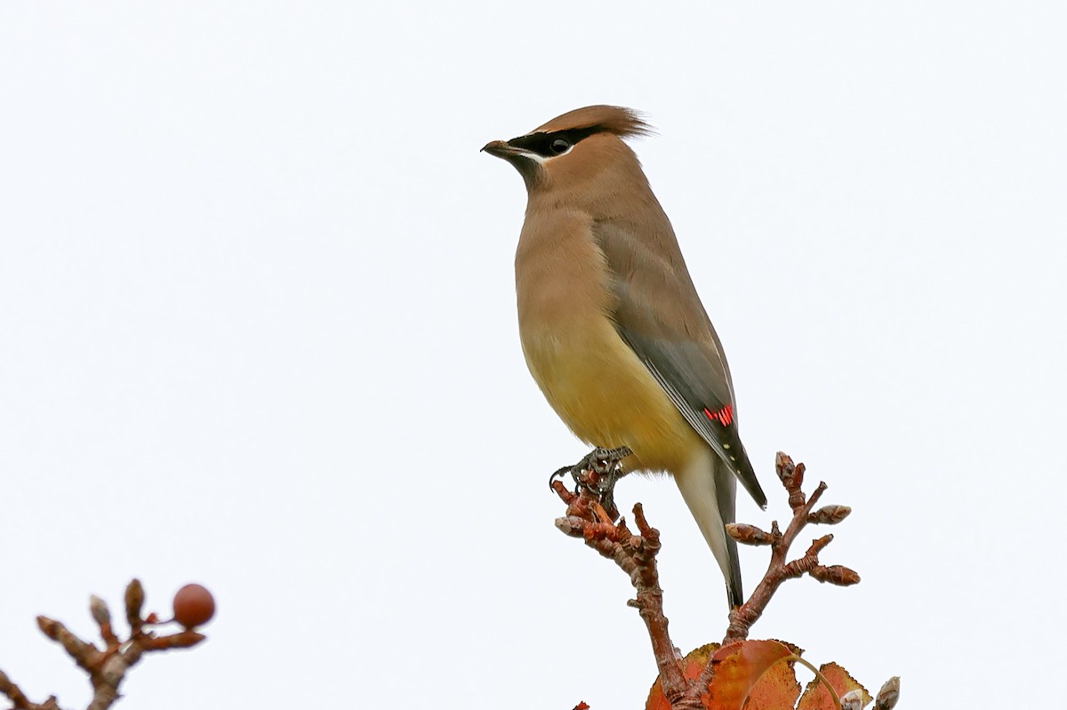 Cedar Waxwing - ML645476991