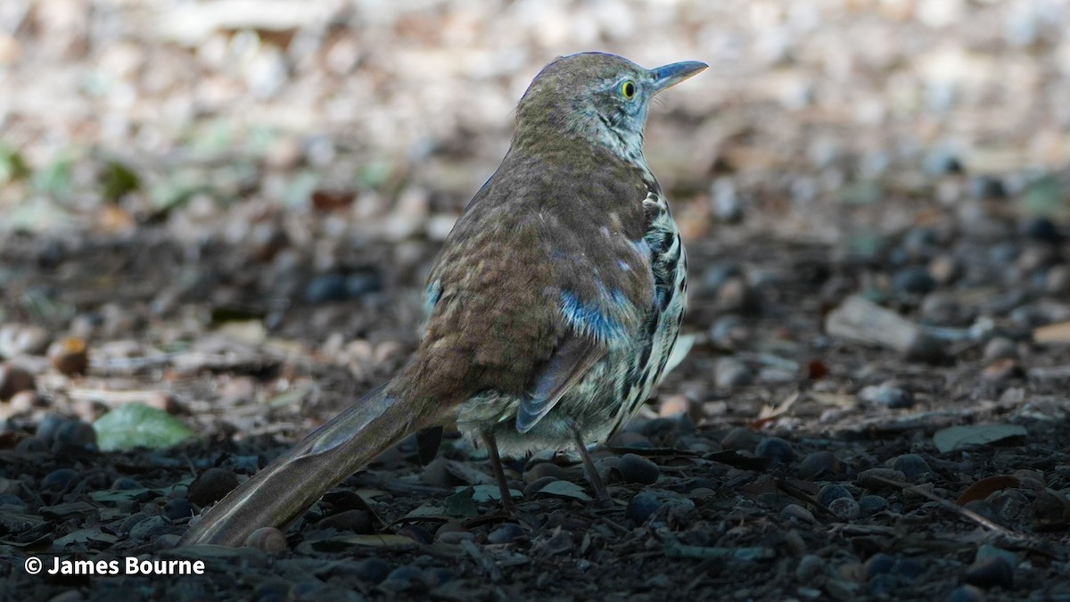 Brown Thrasher - ML645476993