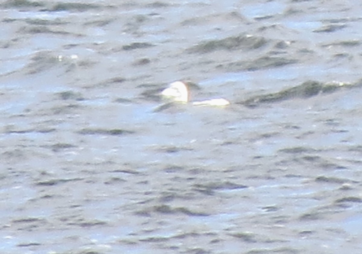 Northern Gannet - ML645477002