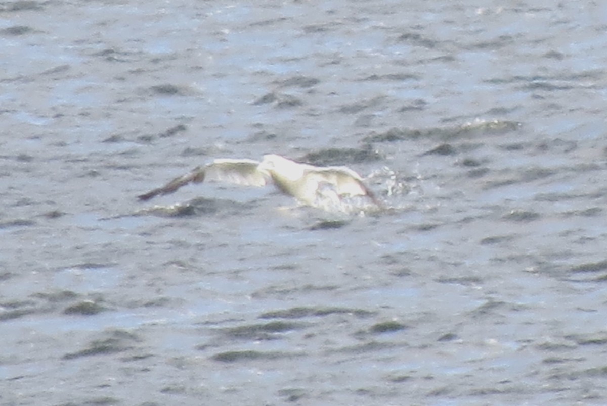 Northern Gannet - ML645477003