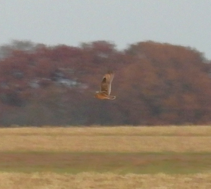 Short-eared Owl - ML645477006